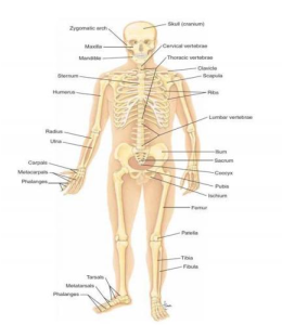 moskuleskeletal, tulang, tubuh, fisiologi, anatomi